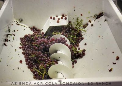 Produzione e vendita vino Riva del Garda